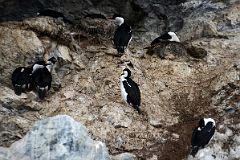 06D Blue-eyed Shags On Rocks At Paradise Harbour Near Brown Station From Zodiac On Quark Expeditions Antarctica Cruise.jpg